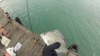 Fishing Off Weipa Jetty [upl. by Stanway983]