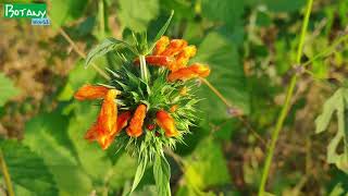 Leonotis nepetifolia [upl. by Fitz586]