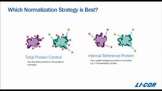 Using Housekeeping Proteins for Western Blot Normalization [upl. by Rourke]