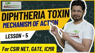 Diphtheria toxin mechanism of action  mode of action [upl. by Anikehs720]