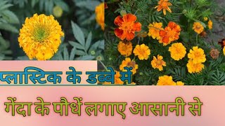 marigold plant kaise lagay youtubevideo videos trending gendaphool viralvideo [upl. by Evangelin]