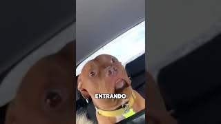 Perro Asustado en Coche shorts [upl. by Ennagem]