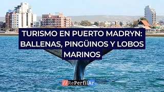 Turismo en Puerto Madryn ballenas pingüinos y lobos marinos [upl. by Kroll]