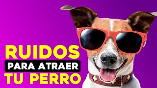 SONIDOS y Ruidos para Atraer a Tu PERRO 🐶 ❤️ [upl. by Fafa]