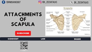 Attachments of Scapula  Upper Limb Bones  Anatomy Cognition  4K [upl. by Ellecram217]