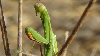 Mantis religiosa Mantis religiosa Explicación y curiosidades GONZALO [upl. by Mor]