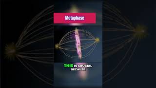 Metaphase of Mitosis 101 [upl. by Grounds525]