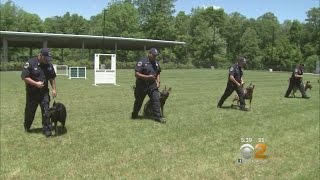 Inside The MTA’s K9 Training [upl. by Henleigh726]