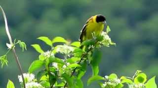 Birds in Istria Croatia [upl. by Cul556]