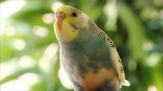 Parakeets chirping and singing 🎶 Budgie Sounds  BUDGIES CHIRPING [upl. by Crelin]