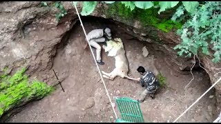 GIR LION RESCUE BY SASAN GIR RESCUE TEAM [upl. by Favata]