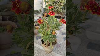 Gaillardia flower plant shorts shortsfeed viralshort shortvideos viralvideo aajkiraat [upl. by Elbring]