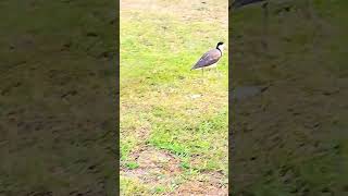 Masked Lapwing bird shortsvedios birdsnature photography sydney [upl. by Awhsoj707]