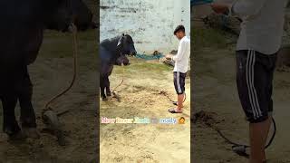 New Racer Jhota 🐃 Buffalo bull viralvideo farmers dairyfarm farmerprotest farmer khetibadi [upl. by Litnahs]