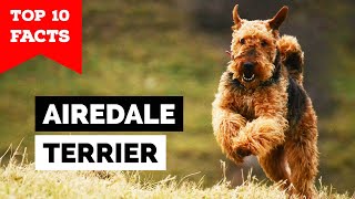 Airedale Terrier  Top 10 Facts [upl. by Hajile]