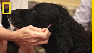 Treating Animals With Acupuncture  National Geographic [upl. by Eibrab]