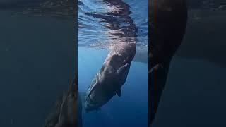 Listen Baby Whale Checking Out the World🐋🐬🤿🌊shorts youtubeshorts shortsfeed shortvideo [upl. by Ohl]