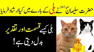 Billi Kismat Badal Deti Hai Billi Daulat Lati Hai  Hazrat Salmon AS  Thari Voice [upl. by Casar617]