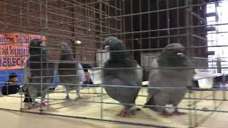 Opal Tipplers on display Rhinebeck Pigeon Show [upl. by Libnah521]