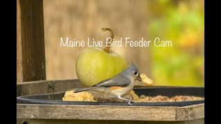 Some recent visitors 11 species at the Maine Live Bird Feeder Cam November 2024 [upl. by Dearborn19]