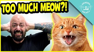 Stop The Constant Meow 6 Reasons Why Your Cat OverVocalizes [upl. by Sanfourd]