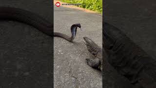 Monitor lizard vs cobra fight PART1 viralshortshortanimalfightdangerytshortsuttarakhand [upl. by Flodnar564]