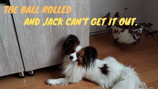 Little cute funny dog papillion Jack trying to get his ball out [upl. by Zolnay]