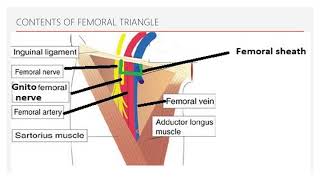 Femoral Triangle  By Dr Nisha Shah [upl. by Sneve]