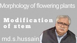 Modification of stem modified stem  Morphology of flowering plants11thNCERT [upl. by Kcirtapnhoj540]