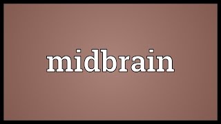 Midbrain Meaning [upl. by Adoree]