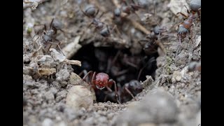 Otrokárske mravce  Polyergus rufescens  Raid [upl. by Keppel]