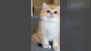 Adorable Cat Meows 🌸  MustSee Cat Sounds and Videos 🐾 [upl. by Callean544]