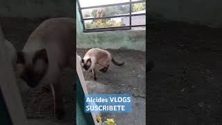 UNA VICITA GATUNA viral fauna nacional san salvador elsalvador [upl. by Ytomit652]