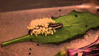 Parasitic wasp larvae emerge from caterpillar [upl. by Anneg]