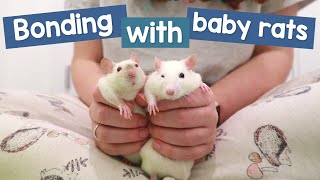 How I bond with new baby rats  Their first week home [upl. by Dnalwor]