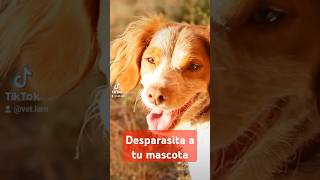 ⚠️PULGAS Y ÁCAROS en PERROS 🐕 consejosveterinarios tiktokvideo tipsveterinarios [upl. by Anasxor]