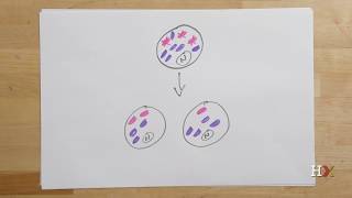 How mitochondrial diseases are inherited [upl. by Kola613]