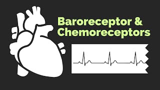 Baroreceptors and Chemoreceptors  Physiology Review  200 MCQ  2016 [upl. by Mayne223]