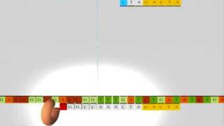 Sequencing DNA RNA Nucleics Acids Secuenciacion ADN acidos nucleicos [upl. by Mickie]