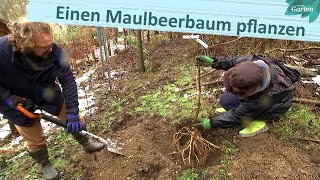 Gärtnern mit dem Klimawandel Maulbeerbaum pflanzen  MDR Garten [upl. by Caasi711]