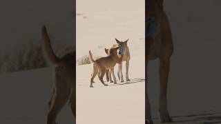 Dingoes have complex pack structures that are crucial to their survival [upl. by Aromat385]