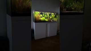 Eheim Vivaline 240 l  aquascape aquarium fishtank [upl. by Sallyann723]