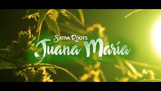 Juana María 💚 Sativa Roots  vídeo oficial [upl. by Neslund]