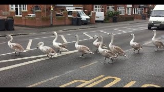 Swans take a walk on the A6011 Radcliffe Rd West Bridgford [upl. by Nyrhtac]