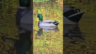 Mallard on the Shropshire Union Canal Chester duck mallard chester [upl. by Ahsinej]