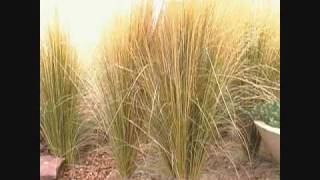 Stipa aka Mexican Feather grass [upl. by Fachini931]