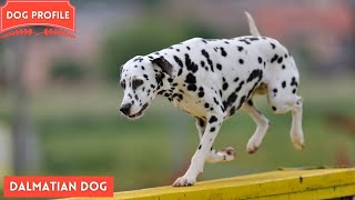 All about the Dalmatian Dog Breed  History health care lifespan amp training [upl. by Terrijo252]