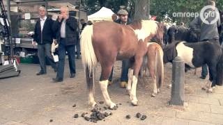 Honderden paarden bijeen in Elst [upl. by Meirrak]