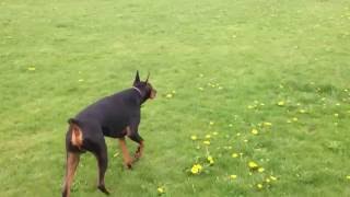 Zeus the Doberman Pinscher stalking Nyla [upl. by Nilad314]