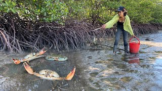 Shoreline Adventures Mastering the Art of Mud Crab Catching [upl. by Ceciley9]